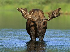 Bull Moose, Alaska